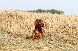 SETTER IRLANDAIS 029